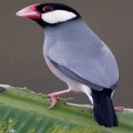 image of bird