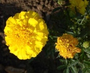 image of flower