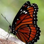 image of animal
