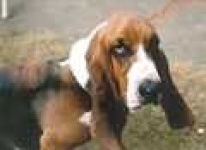 image of basset