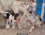 image of english_setter