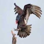 image of bird