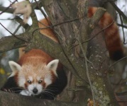 image of lesser_panda