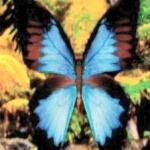 image of animal