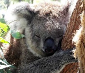 image of koala #10