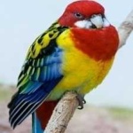 image of bird