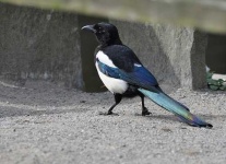 image of magpie