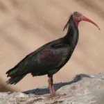 image of bird