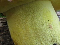 image of mushrooms