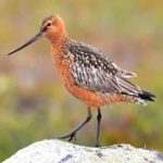 image of bar_tailed_godwit #1