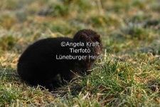 image of mink
