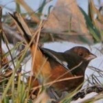 image of bird