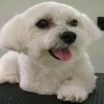 image of animal