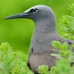 image of bird