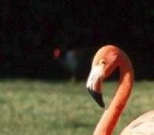 image of animal