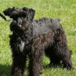 image of schnauzer #10