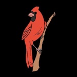 image of cardinal