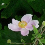 image of flower