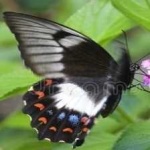 image of animal