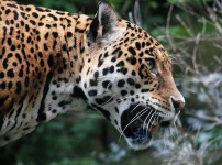 image of jaguar_car