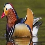image of bird