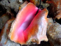 image of conch