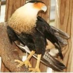 image of bird