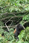 image of howler_monkey