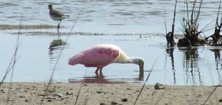 image of spoonbill