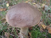 image of mushroom