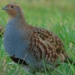 image of bird