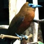 image of bird