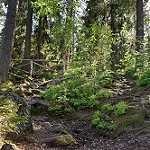image of forest