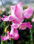 image of flower