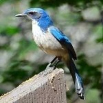 image of bird