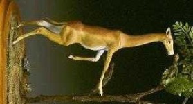 image of gerenuk