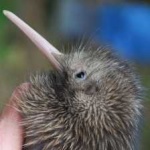 image of bird_kiwi #131