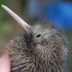image of bird
