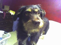 image of norwich_terrier