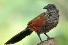 image of coucal