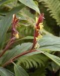 image of flower