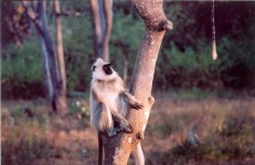 image of langur