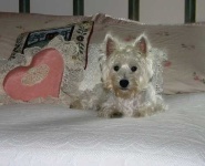 image of west_highland_white_terrier