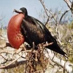 image of bird