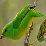 image of bird