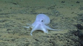 image of octopus