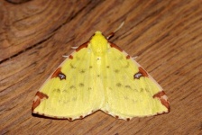 image of animal