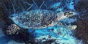 image of hawksbill