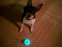 image of toy_terrier