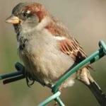image of bird